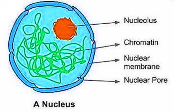 nuclear_membrane1533030195.jpg image